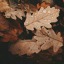 rainintheforest
