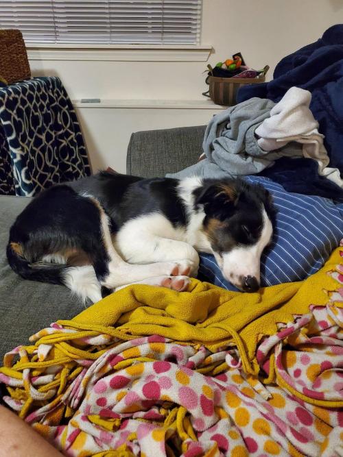 totallydoglife