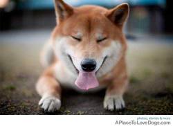 gloomydoomy:  shiba inus are fucking rad. i mean, look at how derpy they are. even the ones who aren’t smiling, they are still super derpy. how many other dog species are like this?  shiba inus win. shiba inus for life. &lt;3