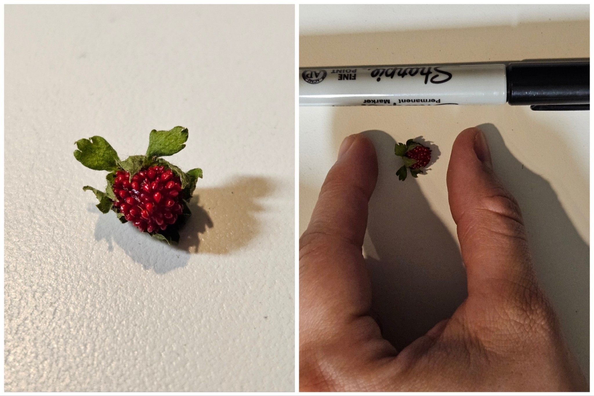 tiny unknown berry, a sharpie for scale