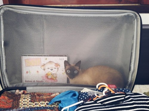 Checking if all the things I need are inside the suitcase:Blouses? Yes.Pants? Yes.Notebook? Yes.Cat?