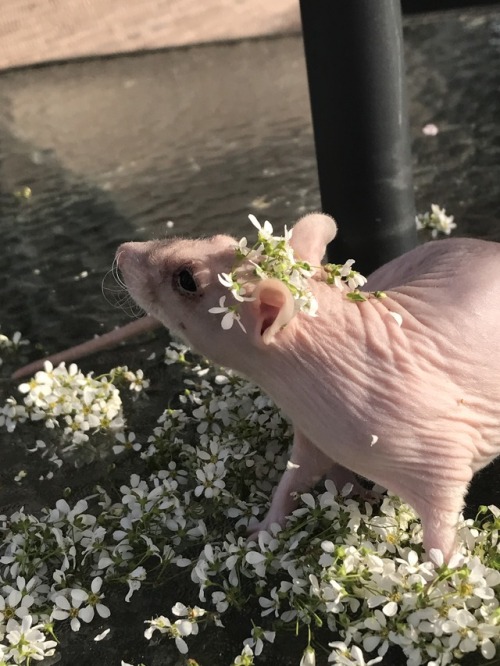 Hey guys! It&rsquo;s Rat Day today so here&rsquo;s some photos of my naked rats Luna (rat on the rig