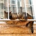 pudgykitties:Chunky chillin’