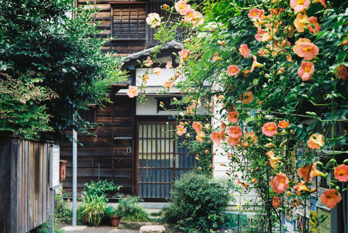 yasurau:   	Back Alley by Mitsudomoe    	Via Flickr: 	Canon P, 50mm f1.8 LTM Kodak Gold 200  Sendagi Tokyo, Japan   