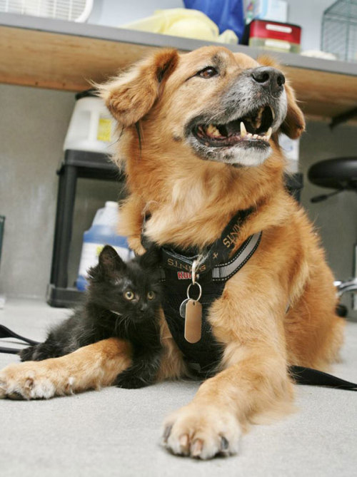 thecutestofthecute: cubebreaker:Boots the Kitten Nanny helps acclimate kittens 2-7 weeks old to dogs