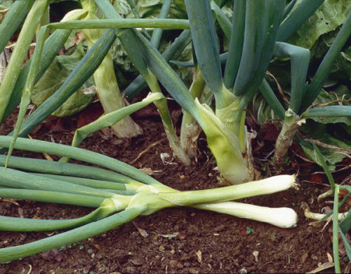 motherearthnewsmag:Heirloom Onion VarietiesLearn how to grow heirloom onion varieties and discover h