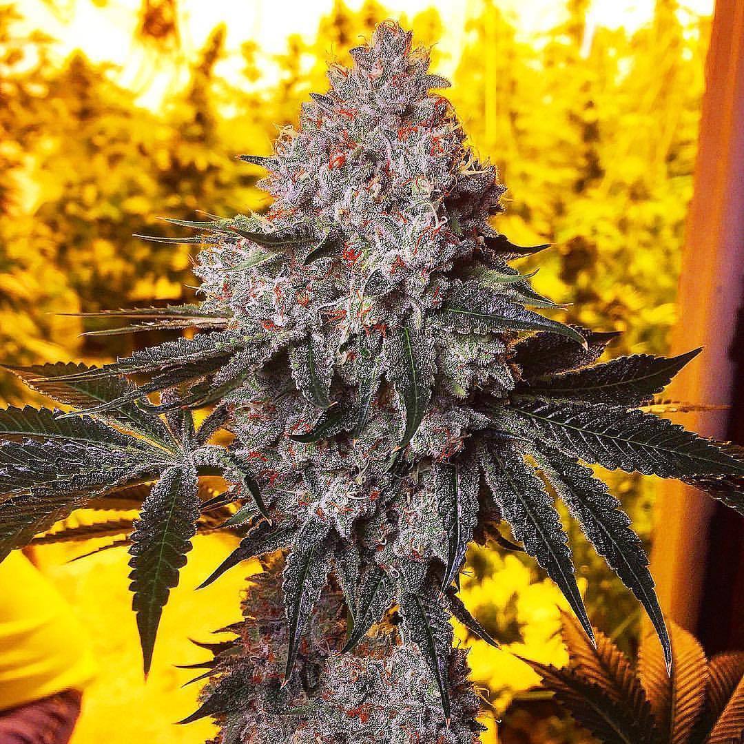 skunktastic:  Sweeeeet 💜🌱 By: @exoticgenetix  Stay high guys ✊🏻  #cannapeople