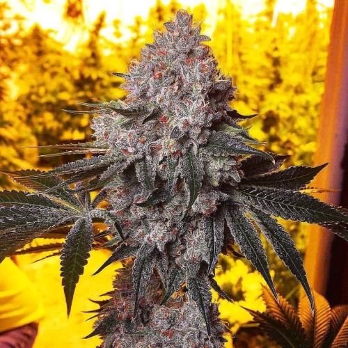 skunktastic:  Sweeeeet 💜🌱 By: @exoticgenetix  Stay high guys ✊🏻  #cannapeople #cannabisculture #cannabiscommunity #cannabis #potheadsociety #repost #high #highlife #highsociety #hightimes #weed #weedstagram #weedporn #weedstagram420 #purpleweed