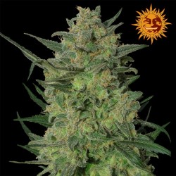 potismyreligion:  (via LSD Feminised Seeds)