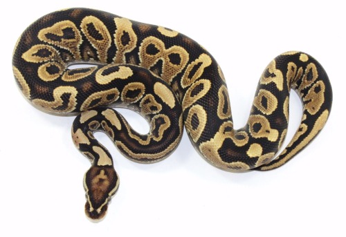 awkward-herpetologist: Just put a payment down on this pair of ball pythons with yourherpneeds. Top 