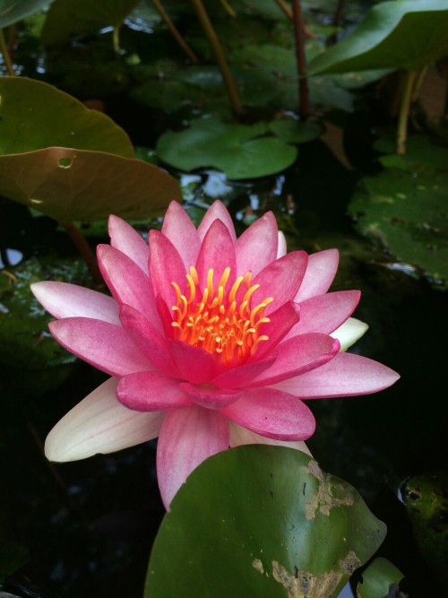 dailyplantfacts: Water lilies are members of the genus Nymphaea in the family Nymphaeaceae. The wate