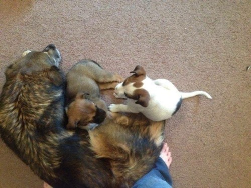Might be getting a puppy tomorrow haha, this is the brother I met on a delivery to my friends house but I want the brown and white one (mostly brown one not mostly white one)