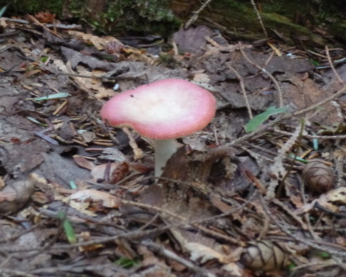 A few more mushroom photos from September 1st. I took so many mushroom photos that day that I filled