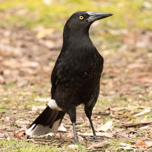 Gray Currawong (Strepera versicolor)© John Kendall