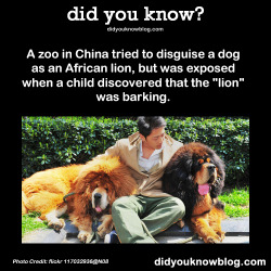 did-you-kno:  A zoo in China tried to disguise