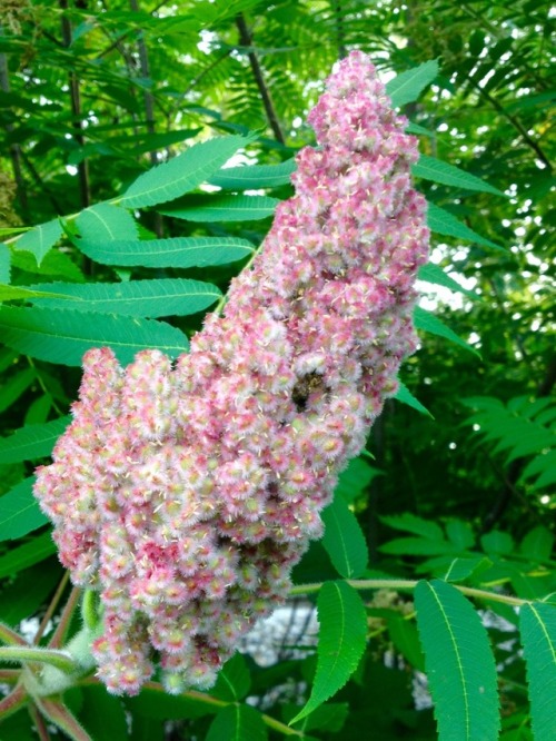 Staghorn sumac (rhus typhina) Sumac lemonade Whenever I mention this awesome plant to someone, the