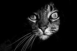 Pollutedbrain:  Catsbeaversandducks:  The Mysterious Lives Of Cats Captured In Black