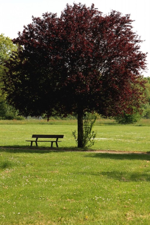 feuilletourne:  Tournefeuille, banc esseulé  Tournefeuille, lonely bench 