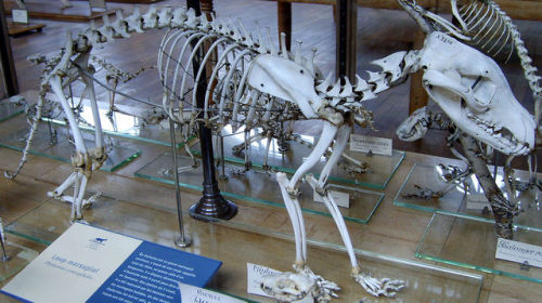 thylacine-dreams:Mounted thylacine skeleton at the Muséum national d'histoire naturelle in Paris. [x