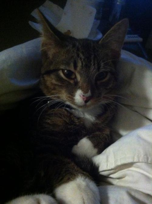 blarrg:blarrg:Help Pepperoni Get Life Saving SurgeryDonateHe is a 1 year old tabby/tuxedo cat. His h