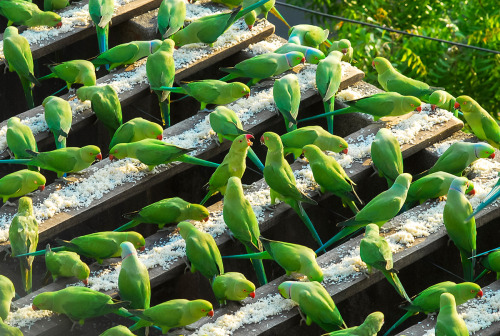 indiaincredible: The ‘Birdman’ of Chennai Feeds Up to 4,000 Wild Green Parakeets Daily f