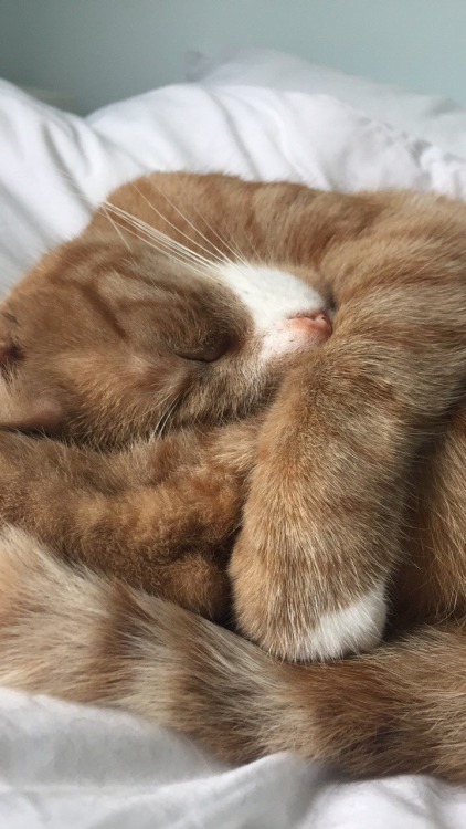 xavabridget:My valentine