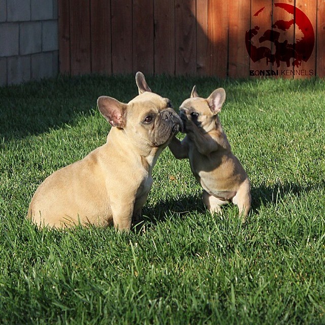 Batpig & Me Tumble It • Caption This….. #fbf Baby 🐶Sausage and 🐶Maddie...