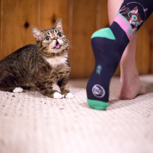 bublog:  BUB approves BUB SOCK. It’s CYBER BUB MONDAY in the BUB STORE - http://store.lilbub.com Until Tuesday at 1 PM EST: Enter CYBERBUB as a discount code for 15% off any order Enter GIFTOFBUB for 20% off orders โ or more  Enter YAYBUB for 25%