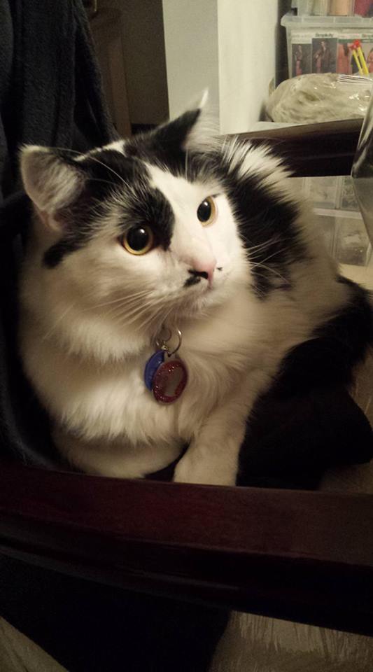 havesomemoore:  ihuatzin:  Hello everyone, today I had to take my cat Jojo to the
