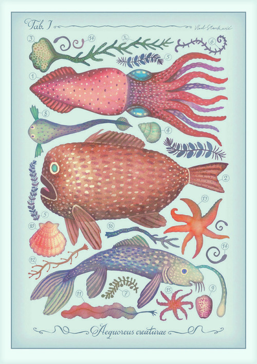 Aequoreus creaturae (or Marine creatures in Latin) is an illustration series inspired by vintage enc