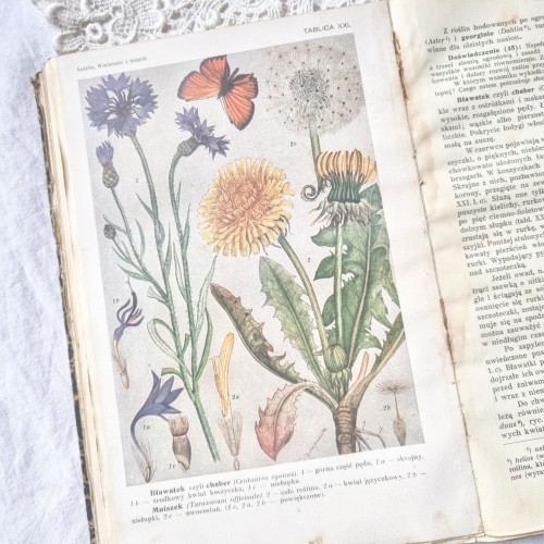 Botanical Book From 1918