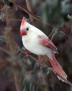 the-invisible-gardener:  is this really an albino cardinal? righteous. 