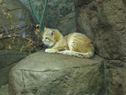 Earthenpixie:  A Beautiful Sand Cat (Felis Margarita) 