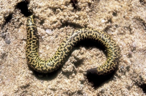 wapiti3: The checkerboard worm lizard, Trogonophis wiegmanni,  is a species of reptile in theTrogo