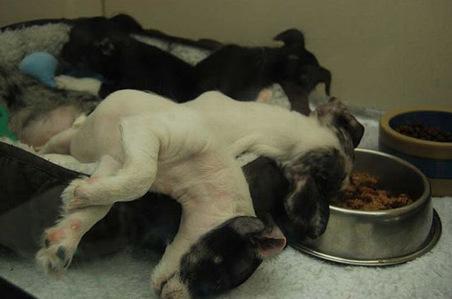 inspector-pervert:  quecaigaelsistema:  milkywaywhite:  Dogs falling asleep in their