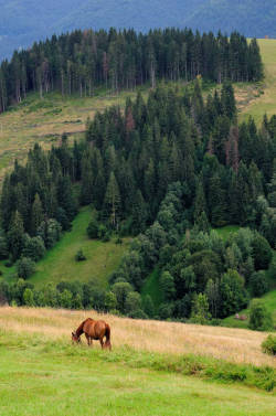 travelgurus:  Fields of Ukraine by Sergey Grishin  Follow @travelgurus for the best Tumblr images