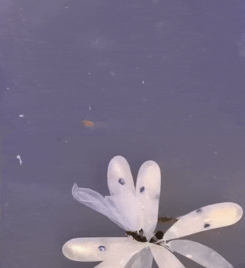 bogleech: 0ct0pus:  This cuttie is a baby Caribbean reef octopus, shifting color