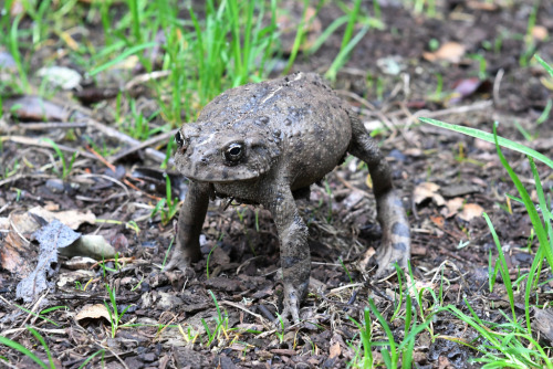 toadschooled:Only a fool would mess with someone who can stand this tall! This California toad [Anax