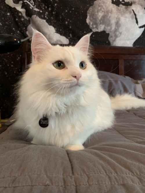 firstginger: princess anastasia living up to her name ❤️ alternatively&hellip;.. the duality of 