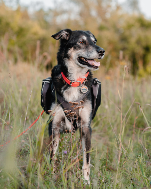 caninetroverts: We have been testing out some gear from Terrain D.O.G, I will say if you are looking