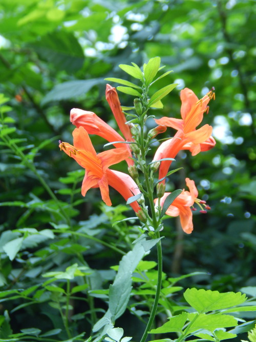 Tecoma capensis, tekoma