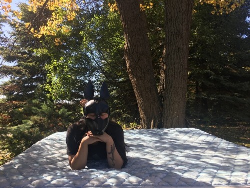 puptokki:enjoying the last sun dappled rays before the long winter :3