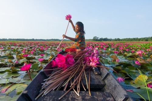 fotojournalismus:A girl collects water lillies from a canal near Uttar Stla village in Barisal, Bang