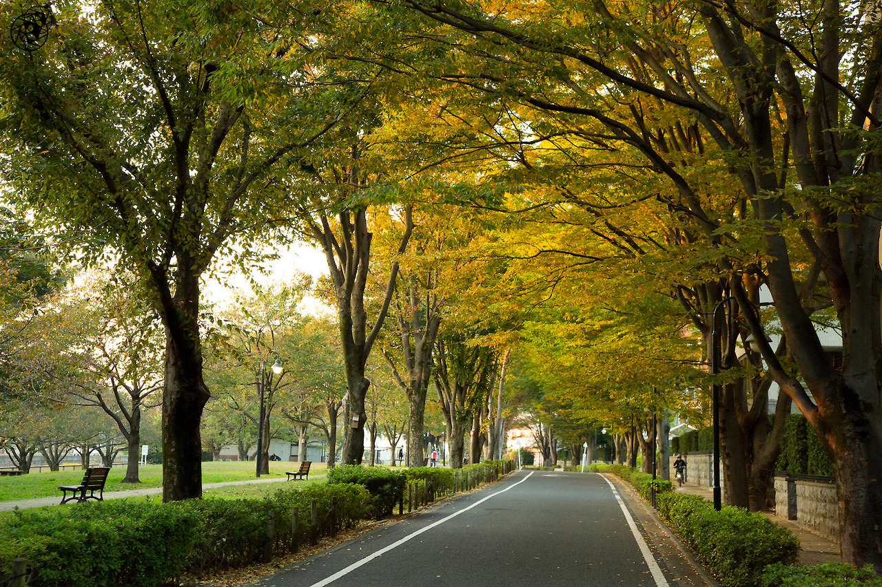 <p>Leaves are starting to change in the neighborhood. Looking forward to outdoor photography over the next couple of weeks.</p>