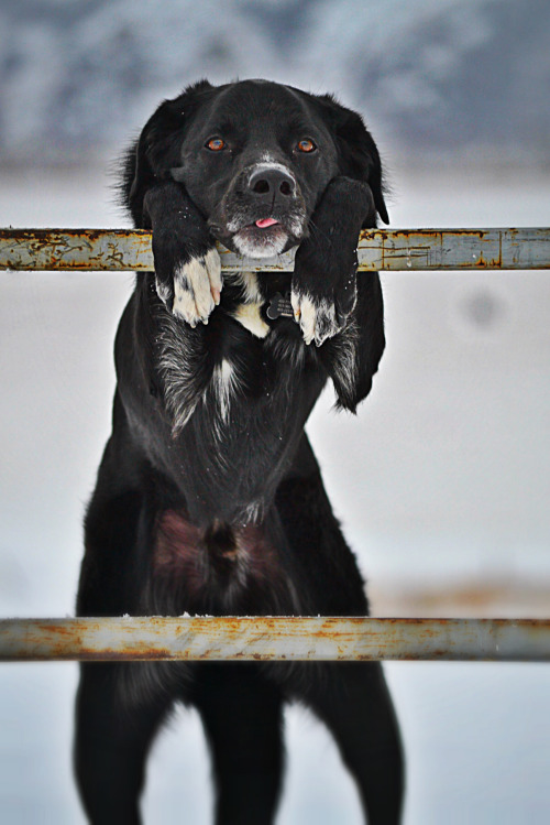 XXX pizzanties:  Playing on a gate.  photo