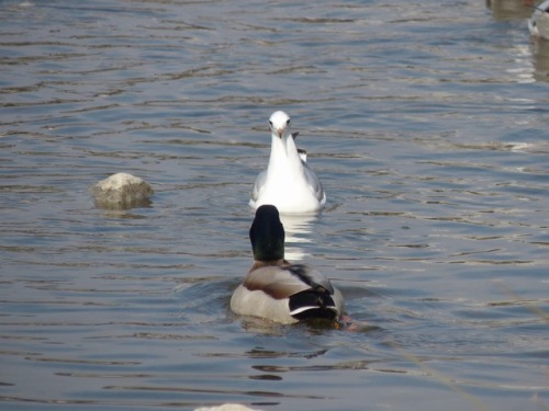 ユリカモメ　black-headed gullマガモ　Mallard duckTown Birds ～ 街の鳥 ArchiveTown Sparrow ～ 街のすずめ　Archive