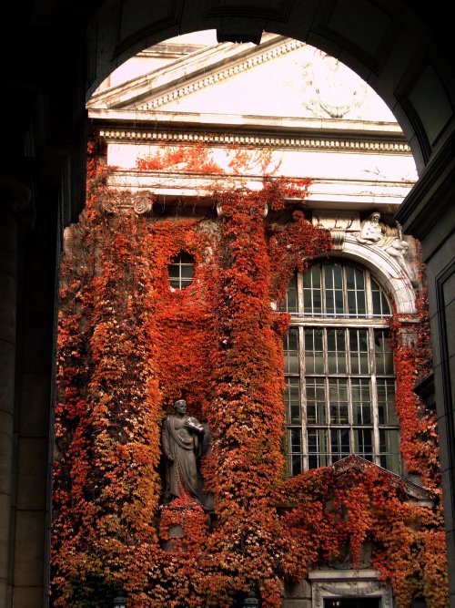 cityhoppersgarden:Parthenocissus wall at the Staatsbibliothek  in Berlin,  Germanyphotography by cit