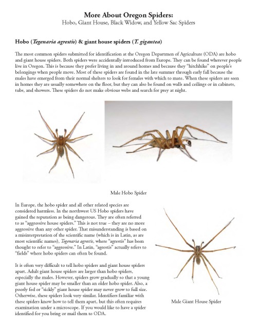 #spinetingling Wednesday, More about Oregon spiders: hobo, giant house, black widow, and yellow sac spiders 🕷️🕸️🖤 by Oregon Department of Agriculture https://digital.osl.state.or.us/islandora/object/osl:2494