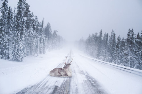 pankunchiii: landscape-photo-graphy: Fairy Tale like Photographs of Winter in Finland Under the Nort