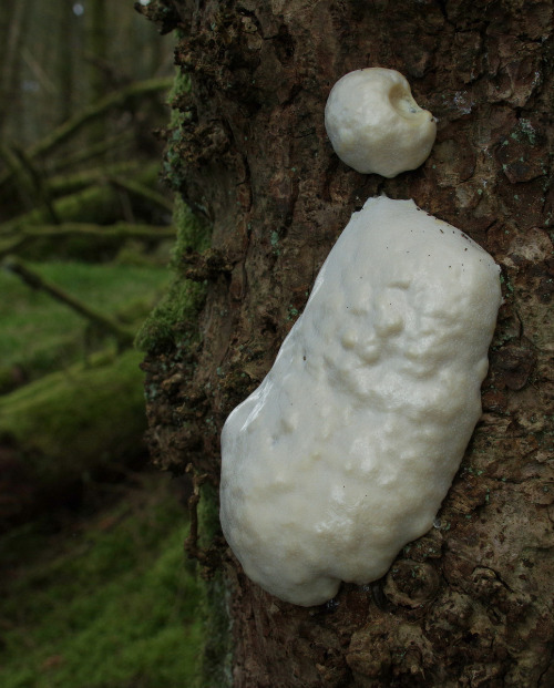 This is Enteridium lycoperdon the false puffball - it’s a slime mould that fruits by producing